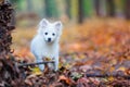 Cute white puppy Royalty Free Stock Photo