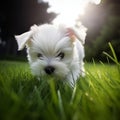 Cute white puppy runs. Generative AI