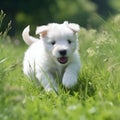 Cute white puppy runs. Generative AI