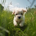 Cute white puppy runs. Generative AI