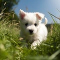 Cute white puppy runs. Generative AI