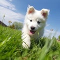 Cute white puppy runs. Generative AI