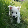 Cute white puppy runs. Generative AI