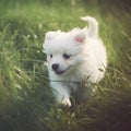 Cute white puppy runs. Generative AI