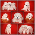 Set from White Puppies of Samoyed Dogs.