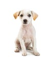 Cute White Puppy Sitting Looking at Camera Royalty Free Stock Photo