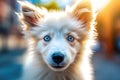 Cute puppy witha a blue eyes looking at camera.AI generated Royalty Free Stock Photo