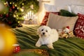 Cute white purebreed maltese dog, pet, playing in decorated Christmas room