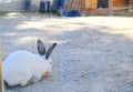 Cute white rabbit with black ears sleeping in a cage at the zoo and eating a carrot Royalty Free Stock Photo