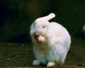 A cute white rabbit/bunny in Deul park Royalty Free Stock Photo
