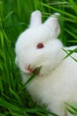 Cute white rabbit eats grass Royalty Free Stock Photo