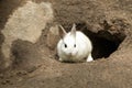 Cute White Rabbit leaving burrow