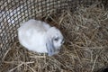 Cute white rabbit, straw bed Royalty Free Stock Photo