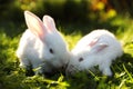 Cute white rabbits on green grass outdoors Royalty Free Stock Photo