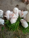 Cute white rabbits sitting on grass Royalty Free Stock Photo