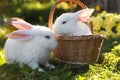 Cute white rabbits and wicker basket on green grass outdoors Royalty Free Stock Photo
