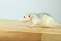 Cute White Rat On Wooden Table. Royalty Free Stock Photo