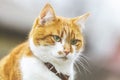 Cute white-red cat in a red collar relax on the garden, close up, shallow depth of field. Cat is staring at something Royalty Free Stock Photo