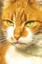 Cute white-red cat in a red collar relax on the garden on the fence, close up, shallow depth of field Royalty Free Stock Photo