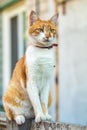 Cute white-red cat in a red collar relax on the garden on the fence, close up, shallow depth of field Royalty Free Stock Photo