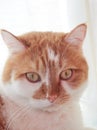 Cute white and red cat. portrait. veterinary science