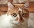 Cute white and red cat. portrait. veterinary science