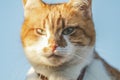 Cute white-red cat in a red collar relax on the garden, close up, shallow depth of field. Cat is staring at something Royalty Free Stock Photo