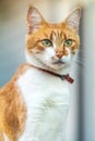 Cute white-red cat in a red collar relax on the garden on the fence, close up, shallow depth of field Royalty Free Stock Photo