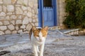 Cute cat close on street in Greek village house