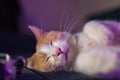 Cute white-red kitten sleeping on the sofa near the microphone. Royalty Free Stock Photo