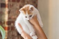 Cute white and red little kitten sitting on the palm of woman and looking down at home. Handful of a cat.