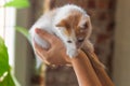 Cute white and red little kitten sitting on the palm of woman and looking down at home. Handful of a cat.