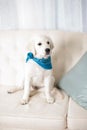 Cute white retriever puppy wearing bandana Royalty Free Stock Photo