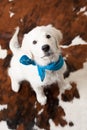 Cute white retriever puppy wearing bandana Royalty Free Stock Photo