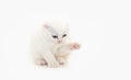 Cute white Scottish fold kitten sitting on white background Royalty Free Stock Photo