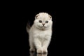 Cute White Scottish Fold Kitten Standing, front view Isolated Black Royalty Free Stock Photo