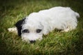 Cute white sealyham terrier puppy with one black ear  lying on the grass watching Royalty Free Stock Photo