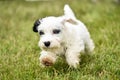 Cute white sealyham terrrier puppy running playfully toward the camera in the grass Royalty Free Stock Photo