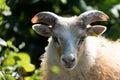 A cute white sheep posing for the camera on a warm sunny summer day