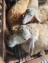 Cute white sheep in sheepfold top view. Farm lifestyle