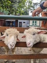 Cute white sheep twin in farmhouse at bandung city