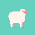 Cute white sheep wool farm domestic animals breeding concept flat