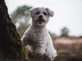 Cute white Shih Tzu breed dog standing with blur background Royalty Free Stock Photo