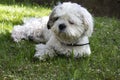 A cute white shih tzu dog lies on the green grass outside on a spring day. Royalty Free Stock Photo