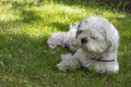 A cute white shih tzu dog lies on the green grass outside on a spring day. copy space Royalty Free Stock Photo