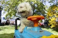 A cute white shih tzu dog sits at the wheel of a children's car. Home pet on a walk in the garden on a spring sunny Royalty Free Stock Photo