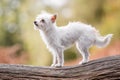 A cute white small Chorkie puppy dog standing on a branch log or fallen tree