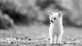 A cute white small Chorkie puppy dog standing on rough ground