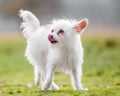 A cute white small Chorkie puppy dog walking across a field licking its nose Royalty Free Stock Photo