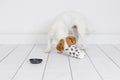 Cute white small dog looking for coffee in the mug. Wake up and morning concept. Pets indoors. White background